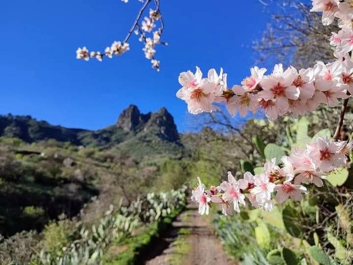 Valsequillo refuerza la movilidad para la Ruta del Almendrero en Flor: “Vente en guagua y olvídate de atascos”