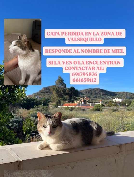 Se busca a una gata en Valsequillo